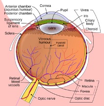 Retinal Artery Occlusion